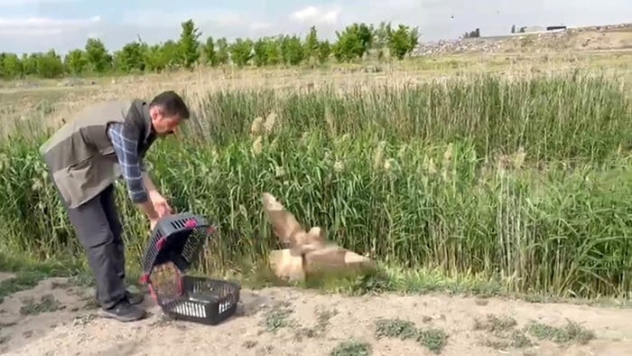 YARALI HALDE BULUNAN ŞAHİN, TEDAVİSİNİN ARDINDAN YENİDEN DOĞAYA SALINDI.