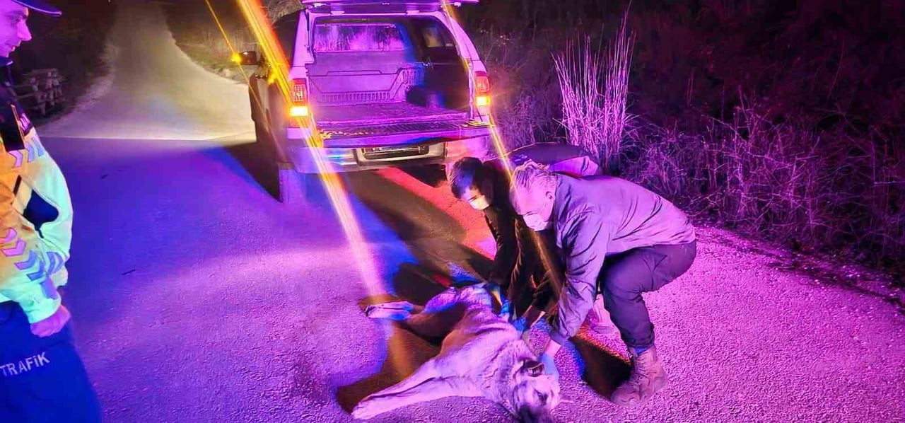 YARALI KÖPEK İHBARINA JANDARMA MÜDAHALE ETTİ