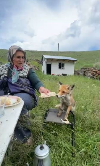 YAYLADA SEDRİYE NİNENİN SOFRASINA OTURAN TİLKİ, İKRAM EDİLEN EKMEĞİ YEMEDİ.