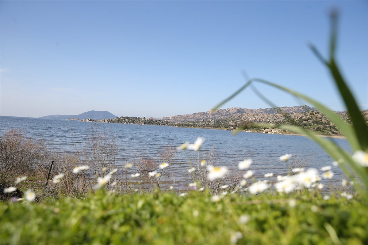 Yaz aylarında etkili olan kuraklık nedeniyle suların çekildiği Bafa Gölü'nün yağışlarla eski...