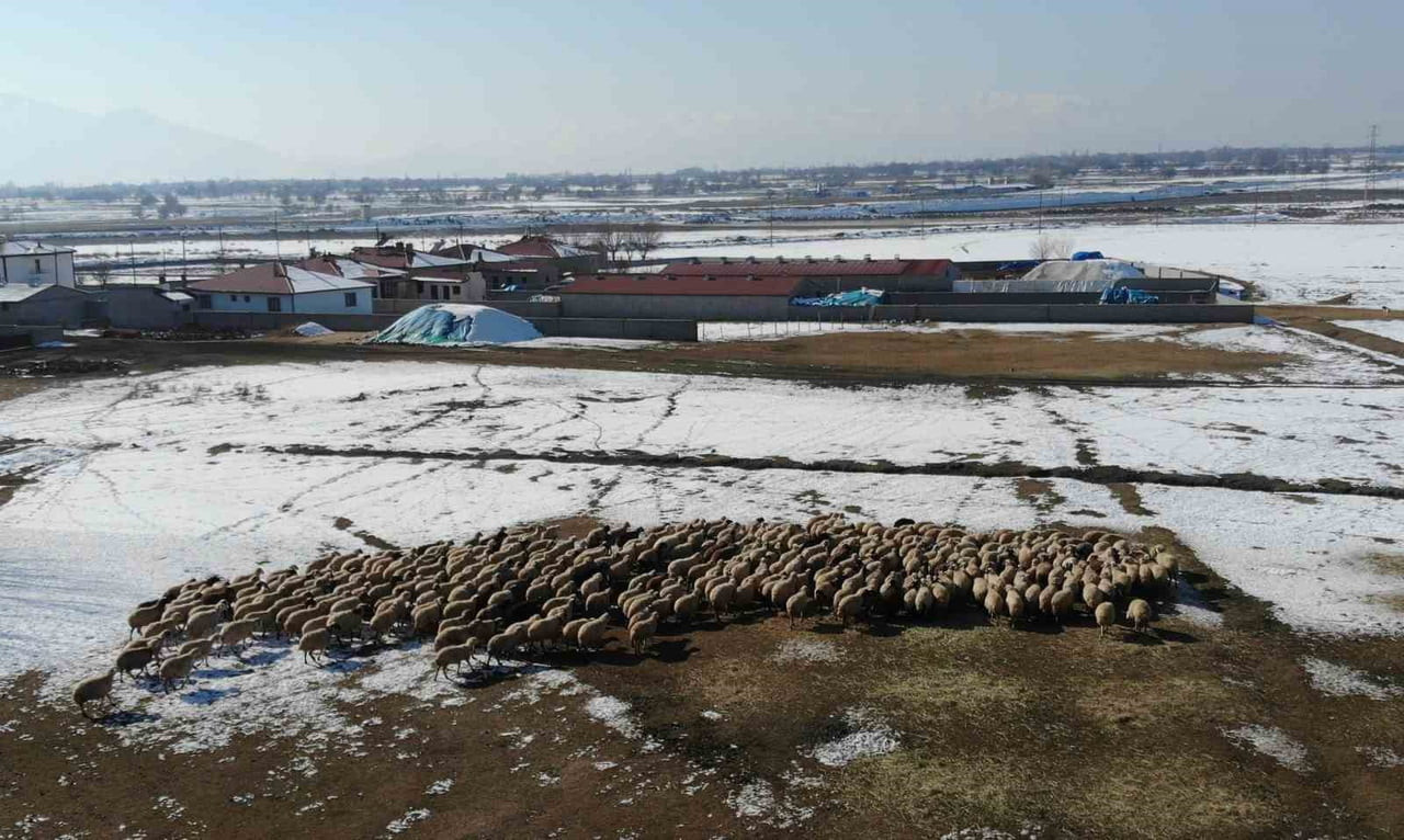 YENİ DOĞAN KUZULARLA BİRLİKTE BESİCİLERDE TATLI TELAŞ YAŞANIYOR