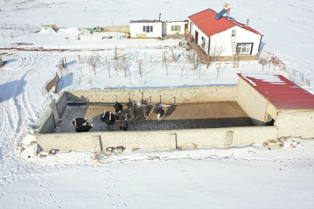 Yeryüzünde yaşayan en büyük ve uçma yeteneği bulunmayan deve kuşları, Türkiye'nin en soğuk...