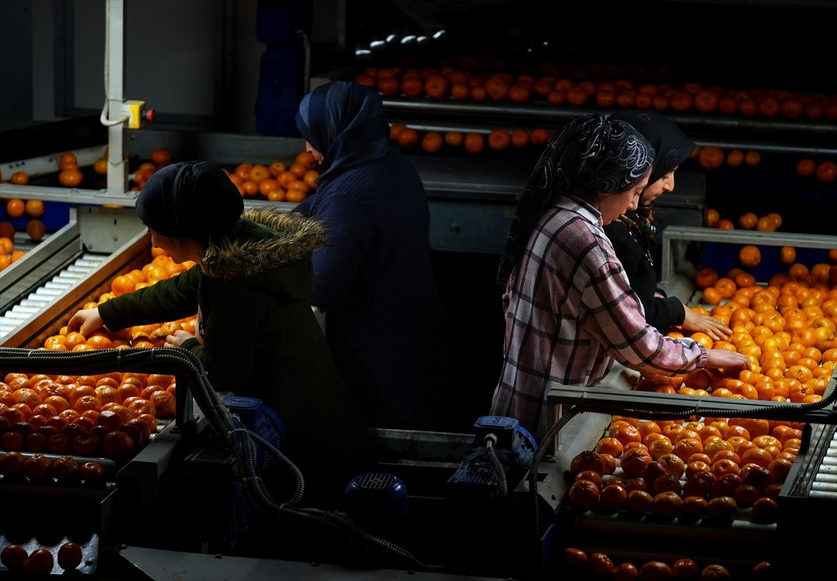 Yılın 11 ayında 614 milyon 989 bin dolarlık mandalina ihracatı gerçekleştiren Türkiye, bu...