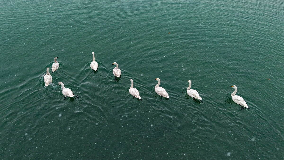 Yılın her döneminde birçok türden binlerce kuşa kuş türüne ev sahipliği yapan Van Gölü Havzası...