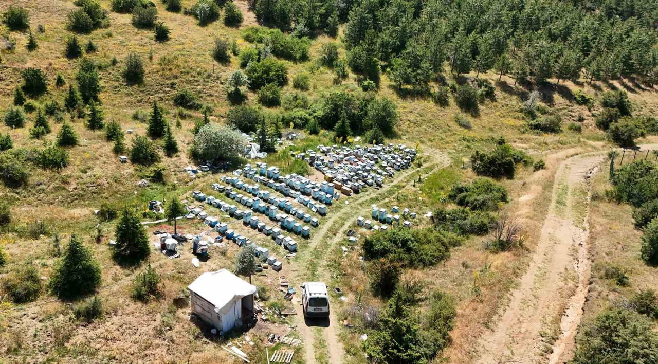 YOZGAT ÇAMLIK BAL ORMANI