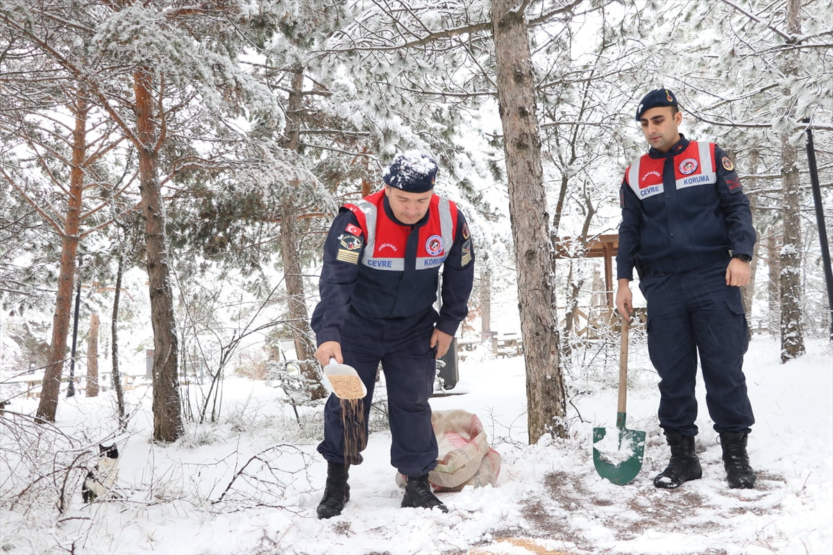 Yozgat İl Jandarma Komutanlığı ekipleri, kar yağışının etkili olduğu bölgelerde yaban hayvanları...