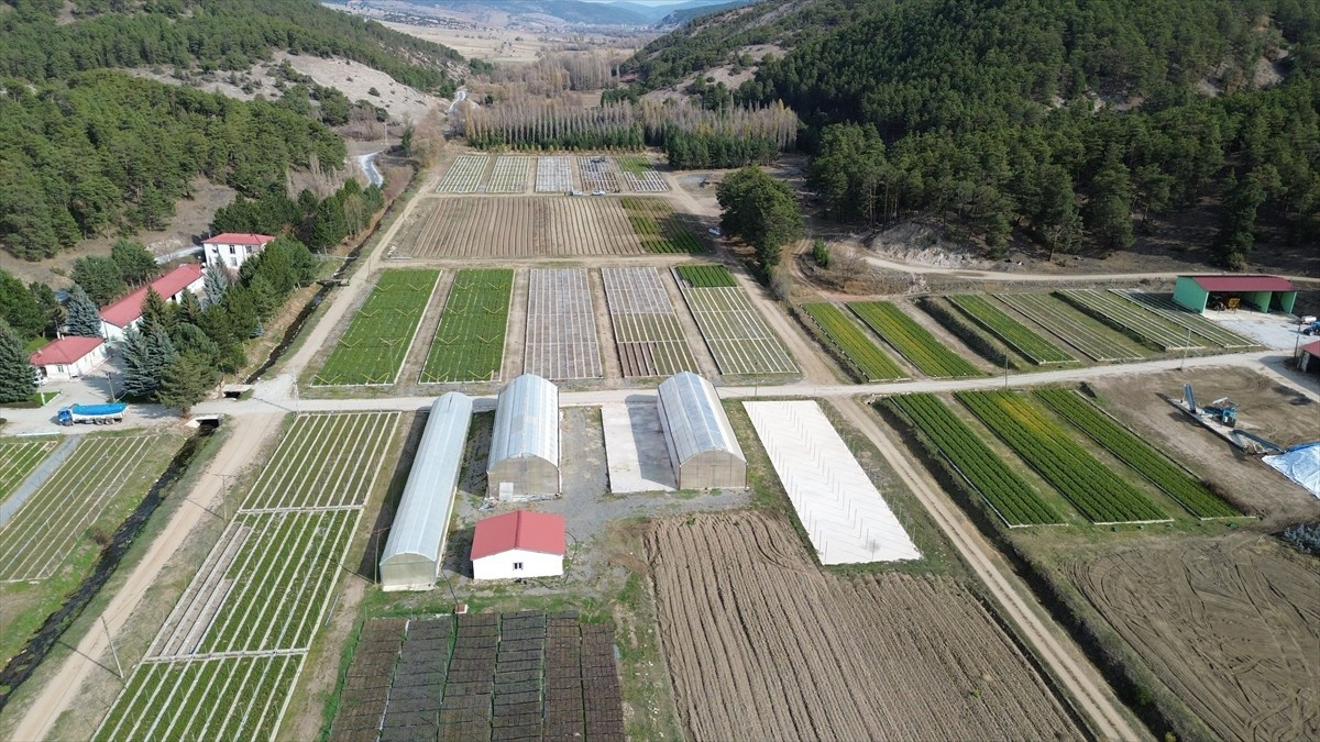 Yozgat'ın Akdağmadeni Orman Fidanlık Şefliği'nde yetiştirilen fidanlar, İç Anadolu Bölgesi'nin...