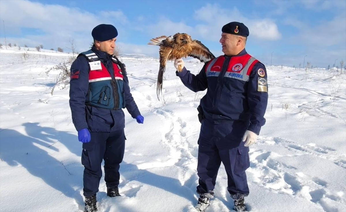  Yozgat'ın Sorgun ilçesinde jandarma tarafından yaralı bulunan kızıl şahin tedavi altına...