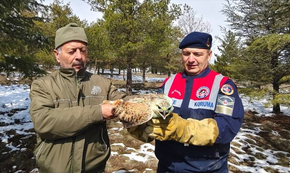 Yozgat'ın Sorgun ilçesinde vatandaşlar tarafından yaralı bulunan şahin, tedavi altına alındı. Üç...