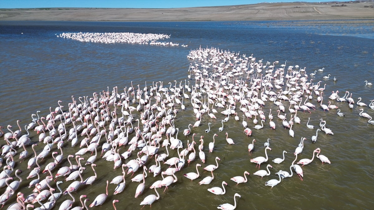 Yozgat'ta İl Jandarma Komutanlığı Çevre, Doğa ve Hayvanları Koruma Timi, Gelingüllü Barajı'ndaki...