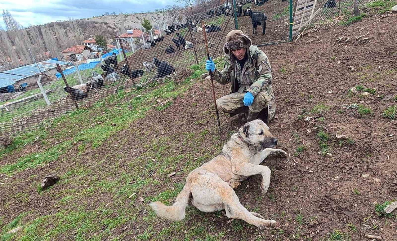 YOZGAT'TA KÜÇÜK YAŞTAN İTİBAREN ÇOBANLIK YAPAN ERKAN TAŞTAN, ÇOBAN KÖPEKLERİNİN HAYVANLARIN KORUMA...