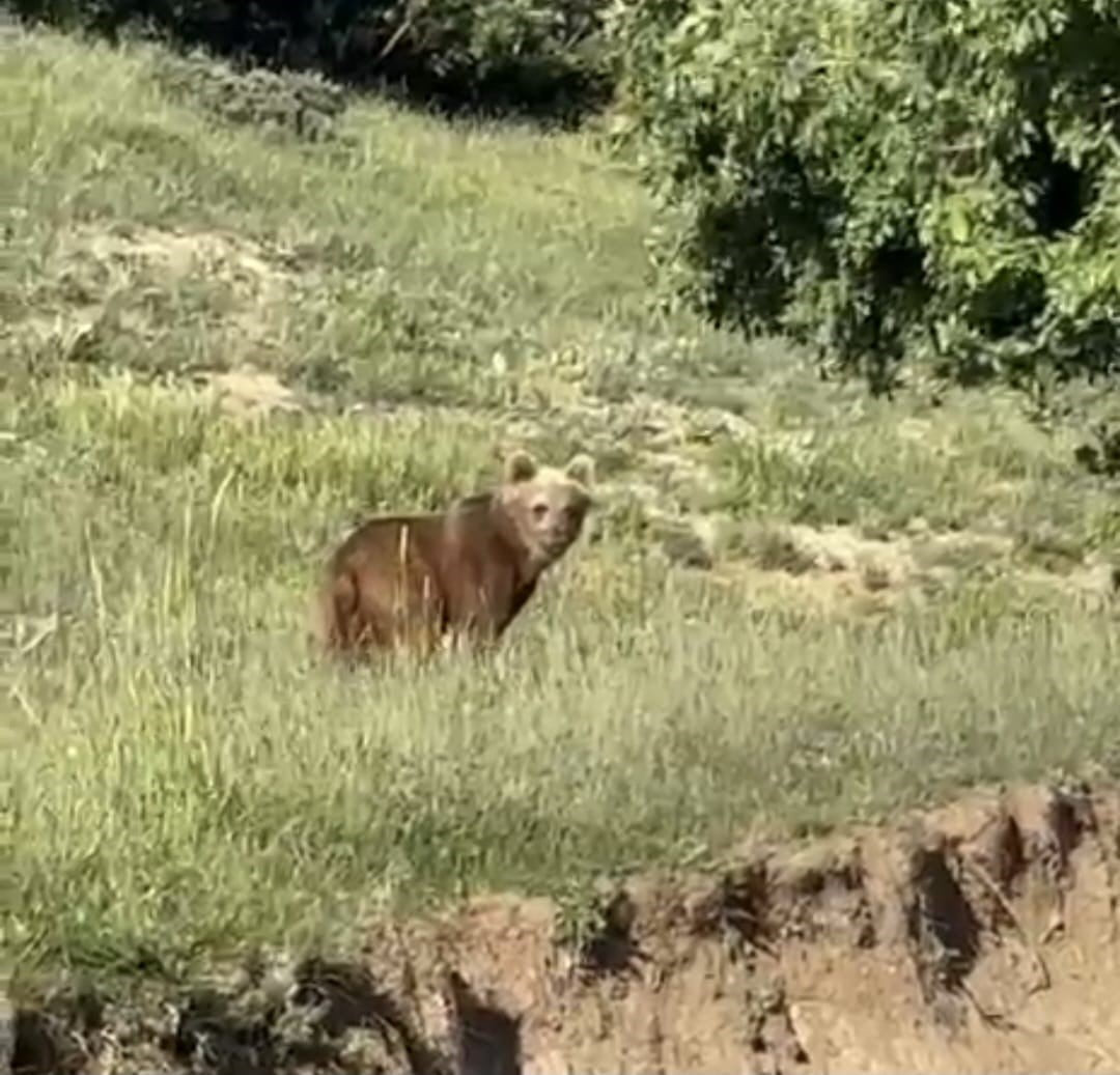 YOZGAT’IN ÇAYIRALAN İLÇESİNE BAĞLI DEREKEMAL KÖYÜNDE, SON 3 GÜNDÜR ÜST ÜSTE GÖRÜLEN AYI, KÖYDE...