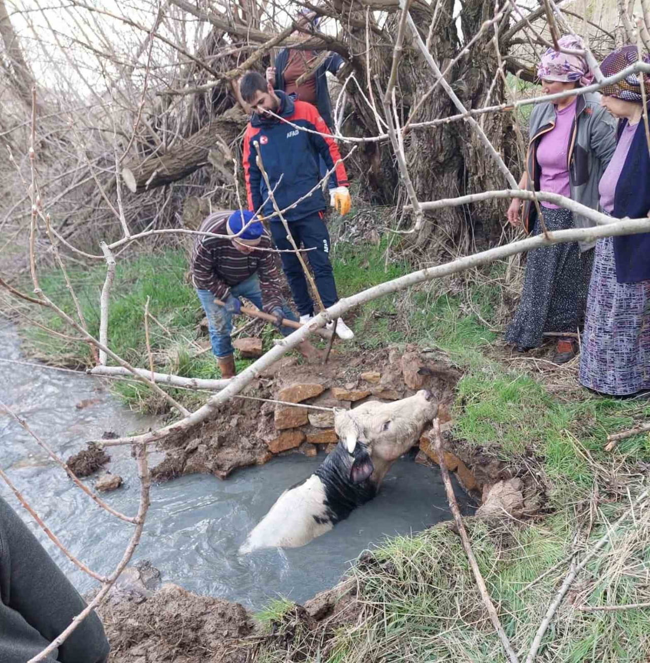 YOZGAT’IN SARIHACILI MAHALLESİ’NDE BİR VATANDAŞA AİT BÜYÜKBAŞ HAYVAN, KÖY YAKINLARINDA BULUNAN BİR...