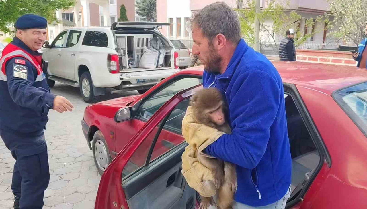 YOZGAT’IN SARIKAYA İLÇESİNDE ‘HİNT ŞEBEĞİ’ OLARAK BİLİNEN MAKAK TÜRÜ MAYMUN BULUNDU. HAYRETE...