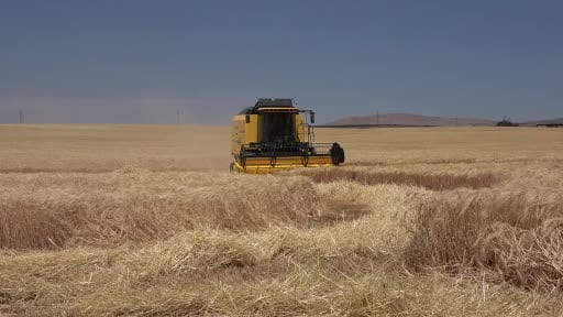 Yozgat’ta arpa hasadı başladı