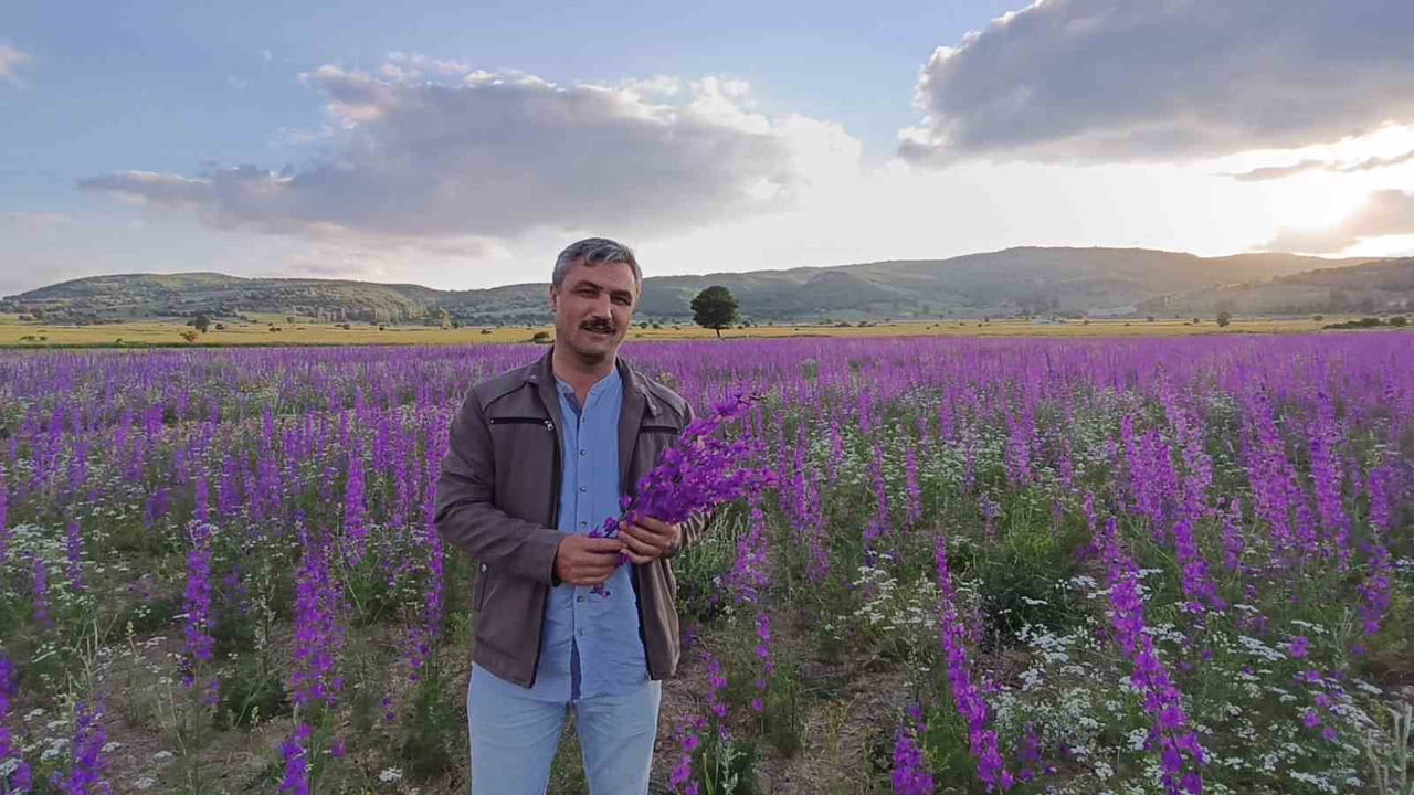 YOZGAT’TA NADASA BIRAKILAN TARIM ARAZİLERİNDE KENDİLİĞİNDEN YETİŞEN MOR ÇİÇEKLER, ADETA MOR BİR...