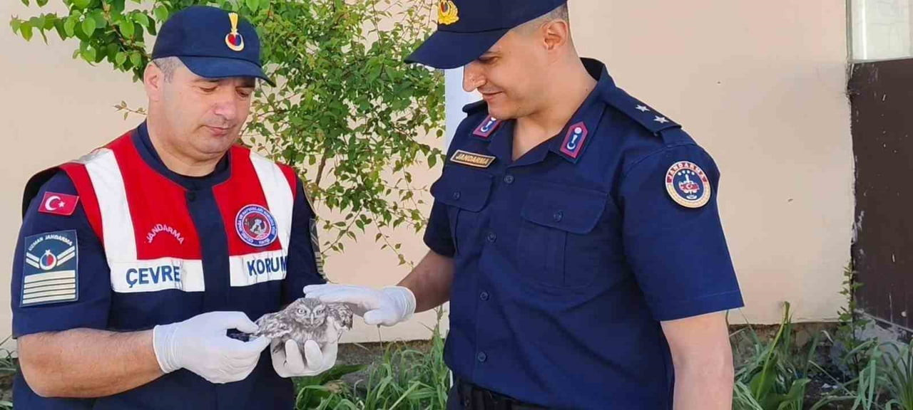 YOZGAT’TA YAVRU BAYKUŞ JANDARMA EKİPLERİNCE KORUMA ALTINA ALINDI.