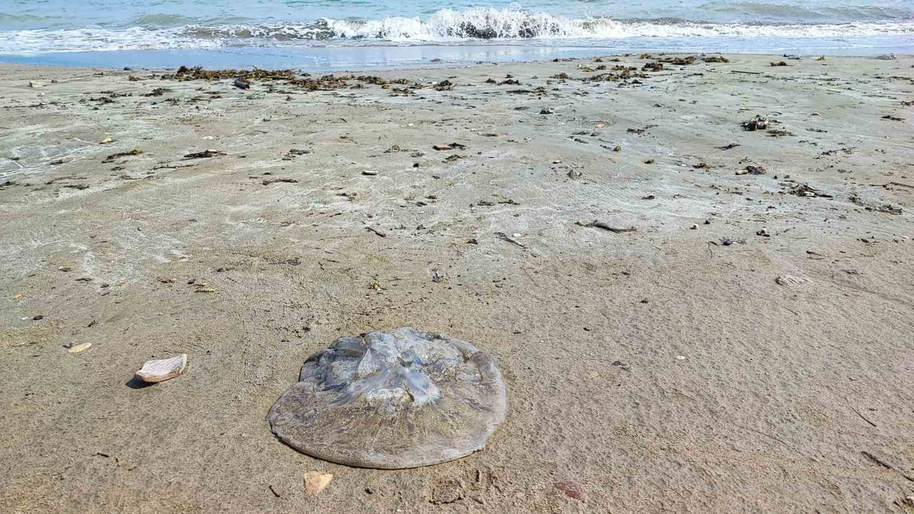 YUMURTALIK SAHİLİNİ DENİZANALARI SARDI