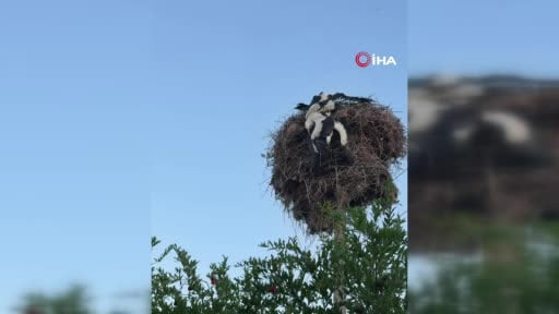 Yuvalarında kördüğüm olan 3 yavru leyleği itfaiye ekipleri böyle kurtardı