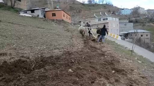 Zamana direnen gelenek: Bahçesaray'da traktörün giremediği dik yamaçlarda karasaban mesaisi