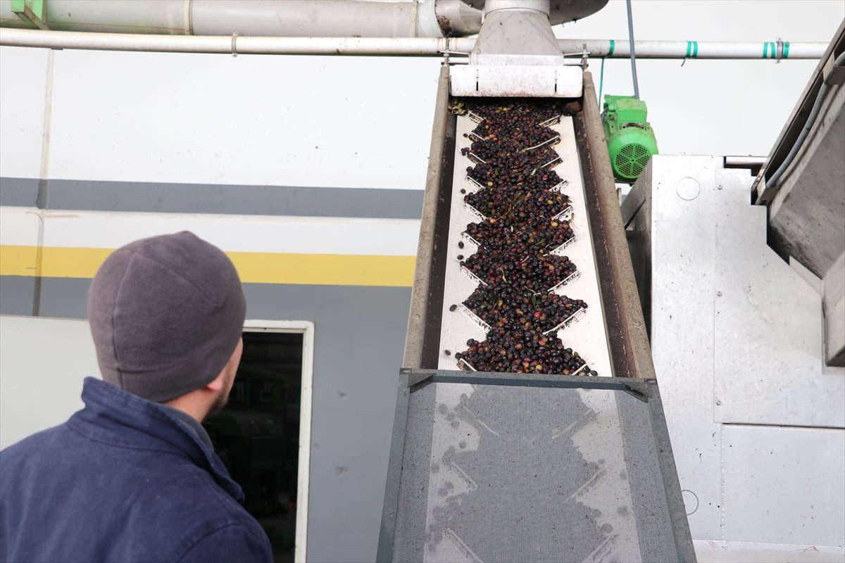 Zeytin ve zeytinyağı alanında faaliyet gösteren küçük ve orta ölçekli firmaların ihracata...