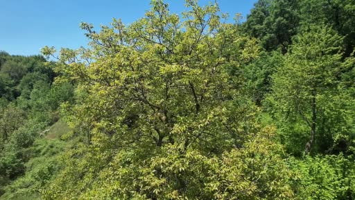 Zonguldak ormanları baharın gelişiyle böyle görüntülendi