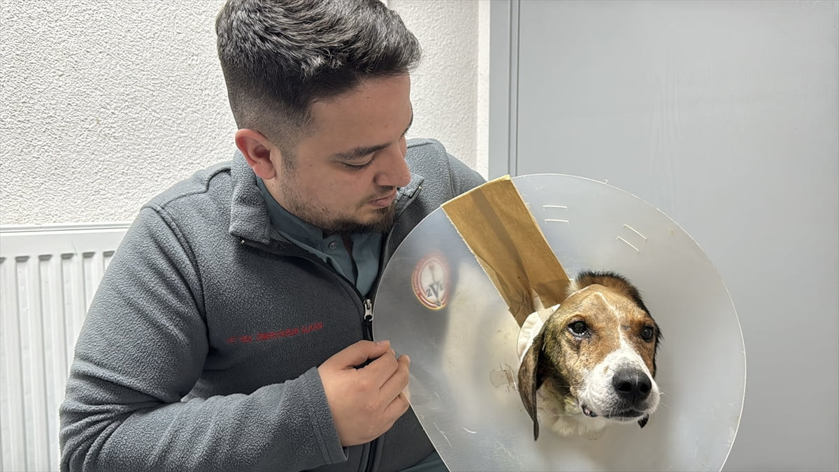 Zonguldak'ta kulağından beyin kemiğine kadar tümör tespit edilen sahipsiz köpek, geçirdiği...