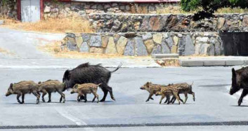 Bodrum'u Domuzlar Bastı