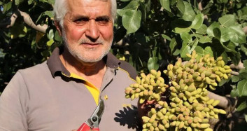 26 Yıl Önce Hobi Olarak Fıstık Yetiştirmeye Başladı, Şimdi Dünyaya İhraç Ediyor