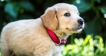 Yıllarca Beslediği Köpekle Aylar Sonra Buluştu