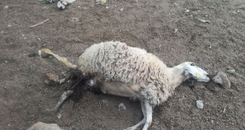 Aksaray'da Yırtıcı Kurt, Ahırdaki Koyunları Telef Etti