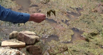 Alibeyköy Barajına Akan Kirli Dere Vatandaşın Sağlığını Kötü Etkiliyor
