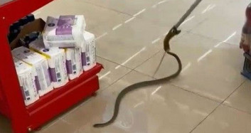 Alışverişe Gittikleri Markette Rafların Arasından Yılan Çıktı