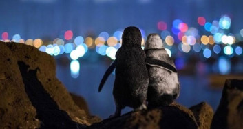 Amerika'da Penguenler Tartılmak İçin Birbiriyle Yarıştı