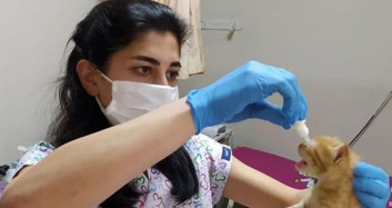 Anne Kedi Yavrularını Doktora Götürdü