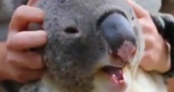 Sevgiye Her Zaman Aç Olan Şirin Koala