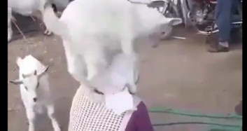 Nenenin Tepesine Çıkan Sevimli Keçiler