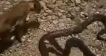 Aslan ile Pitonun Amansız Mücadelesi