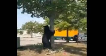 New Jersey'de Ağaca Tırmanmaya Çalışan Ayının Sevimli Halleri