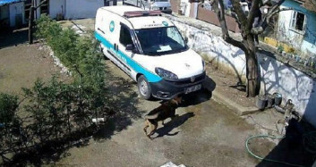 Bahçedeki Köpekten Korkan Kargocu Ağaca Tırmandı