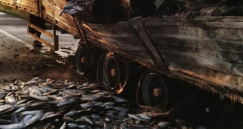 Balıklar Yola Saçıldı! Samsun'da Balık Yüklü Tır Alev Alev Yandı