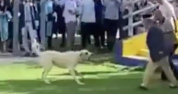 Başıboş köpek terörü bitmek bilmiyor! İzmir'deki mezuniyet töreninde davetliler nereye kaçacağını şaşırdı!