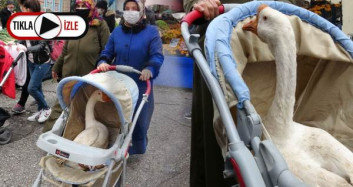 Kesmek İçin Aldıkları Kazı Bebek Arabasında Dolaştırdı