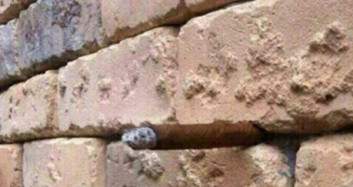 Bu Fotoğrafları Anlamak İçin İki Kez Bakmanız Gerekecek!