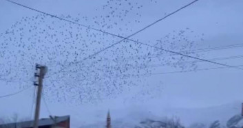 Bingöl'de Sığırcıkların Gökyüzündeki Dansı Güzel Görüntüler Oluşturdu