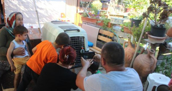 Bodrum'da İlk Defa İguana Görmek İçin Sıraya Girdiler