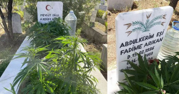 Böyle Olay Görülmedi: Anneannesinin Mezarında Kenevir Yetiştirdi!