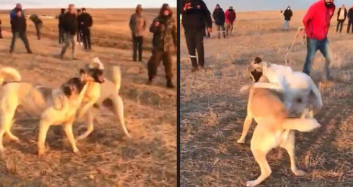 Böyle Vicdansızlık Yok! Köpekleri Birbirine Parçalattılar