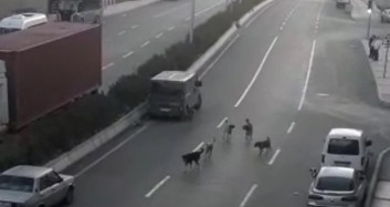 Buca'da Köpek Saldırıları