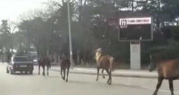 Bursa'da Tepki Çeken Görüntü! Arabanın Arkasında 4 Atı Koşturdu